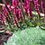 Planting Along Fence