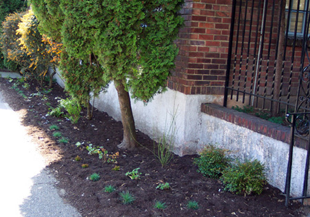 Landsdowne Manor just planted